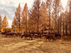 -塞罕坝国家级自然保护区