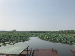 -荷塘月色湿地公园·向阳花洲