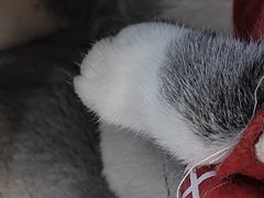 -柴迷FANS CLUB·柴犬狗咖·猫咖