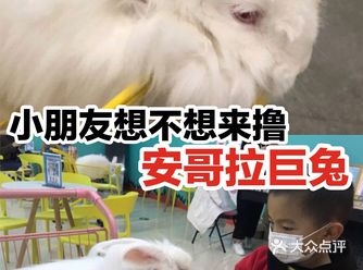 小朋友想不想来撸一下安哥拉巨兔