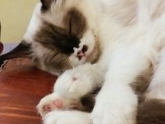 -猫色咖啡·猫咖