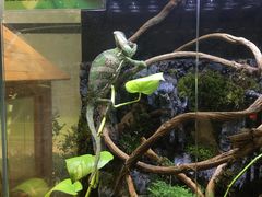 -上海大自然野生昆虫馆(东方明珠·爬宠昆虫探索中心)
