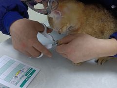 -中农国际动物医院24小时·猫科·骨科·急重症中心