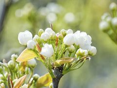 -树山生态村