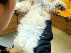 -欣宠猫屋·矮脚拿破仑·蓝金金渐层