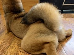 -柴务处·柴犬主题狗咖