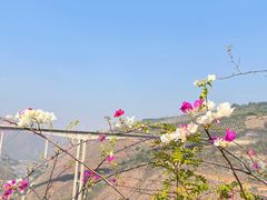 -元江连续刚构世界第一高桥景区
