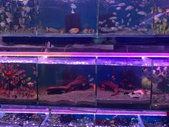 -双季花艺园艺市场(浦东店)