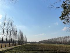 -上海长兴岛郊野公园
