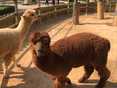 -辛玛王国游乐园