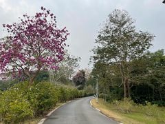 -中国科学院西双版纳热带植物园