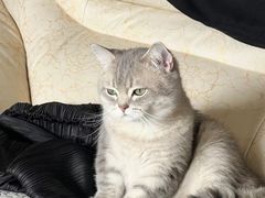 -中农国际动物医院24小时·猫科·骨科·急重症中心