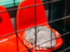 -猫咪博物馆(顶澳仔猫街店)