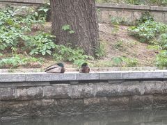 -皇家御河游(紫御湾码头)