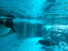 -帝企鹅自助餐厅•儿童岛•真企鹅(长隆企鹅酒店)