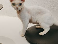 -琪喵猫屋·撸猫猫咖·猫舍