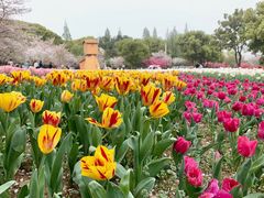-苏州上方山国家森林公园
