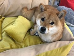 -柴迷FANS CLUB·柴犬狗咖·猫咖