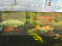 -菊园百果园