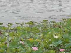 -太平河公园