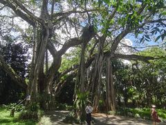 -瑞丽独树成林风景区