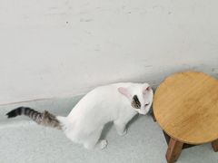 -汪喵宠物医院·骨科心脏影像·犬猫急重症ICU诊疗中心(成华分院)