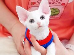 -十年猫舍·猫咪专门店(普陀店)