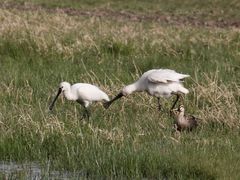 -野鸭湖国家湿地公园