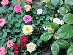 -猫的天空之城概念书店(杭州南宋御街店)