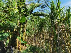 -香竹农庄•传统竹筒饭(十年店)