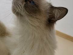 -猫在这儿猫咪咖啡馆·撸猫馆