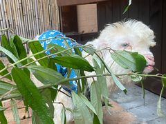 -大汗烧烤滩羊馆(清水河公园店)