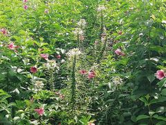 -松山湖梦幻百花洲
