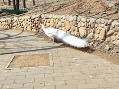 -石家庄市动物园