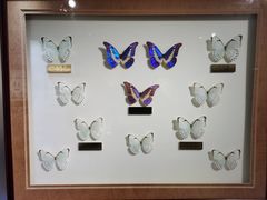 -上海昆虫博物馆