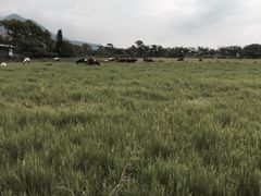 -瑞穗牧场