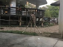 -清迈夜间动物园