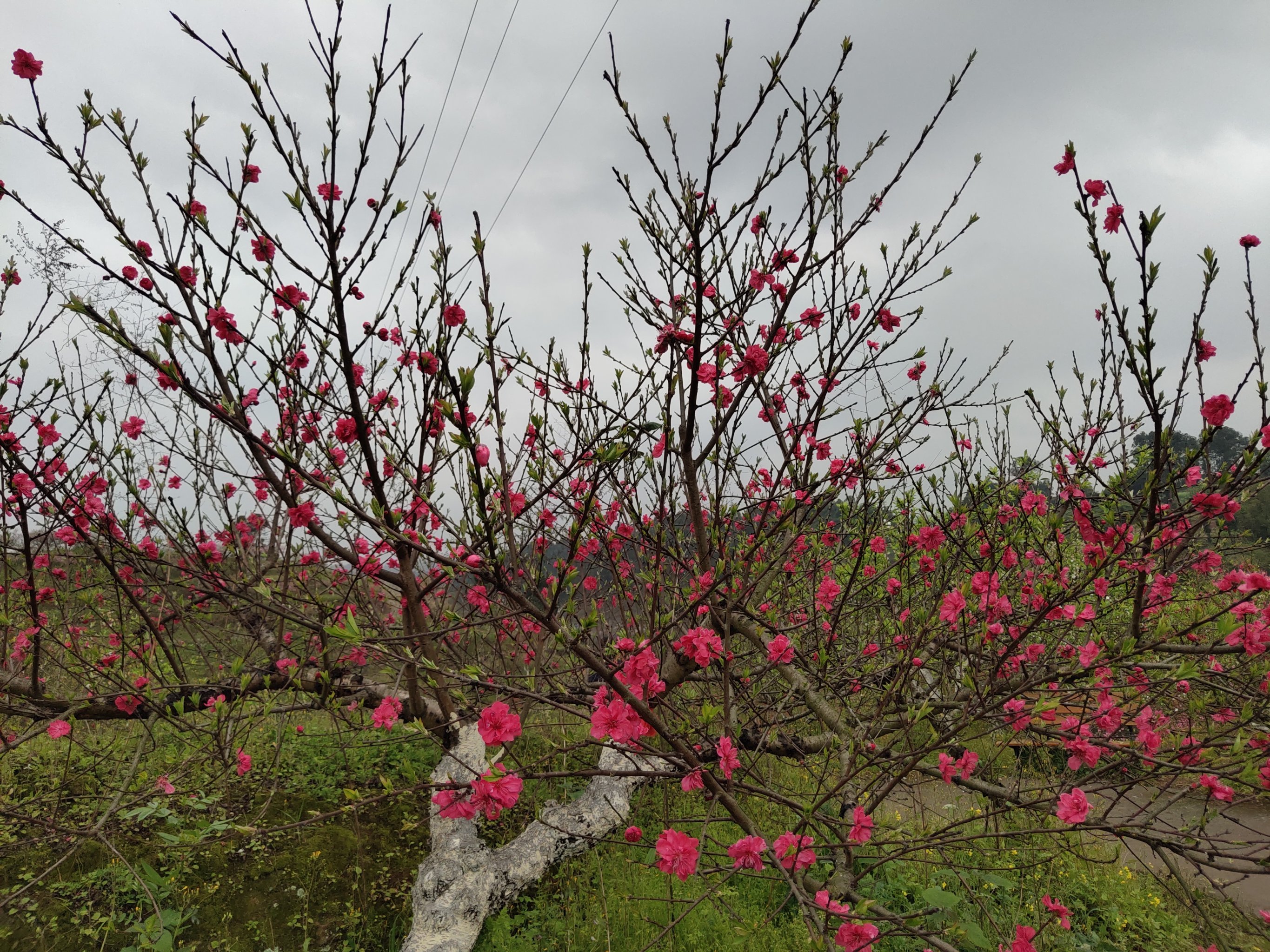 圣水湖桃花岛
