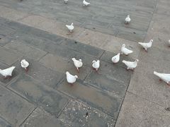 -天津妈祖文化园