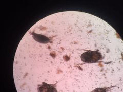 -荣耀金沙动物医院(清江西路店)