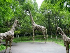 -东平国家森林公园
