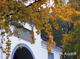 清凉山银杏谷赏银杏来着