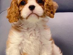 -萌宠之家·腊肠犬·马尔泰·小体犬舍