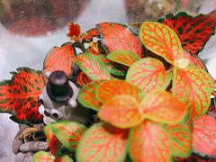 -KKV(深圳宏发大仟里店)