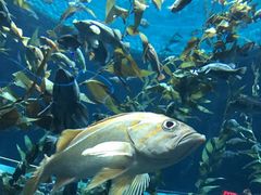-瑞普利水族馆
