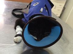 -爱侣宠医·鹦鹉专科·小型哺乳类·异宠专科(灵石路店)