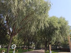 -唐城墙遗址公园