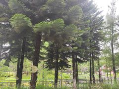 -映月湖公园