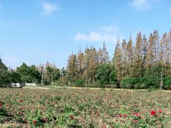 -上海长兴岛郊野公园