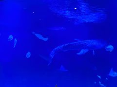 -烟台海昌鲸鲨海洋公园